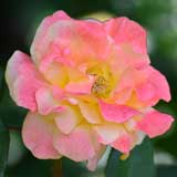 バラ おぼろ月夜|花の手帖の薔薇図鑑