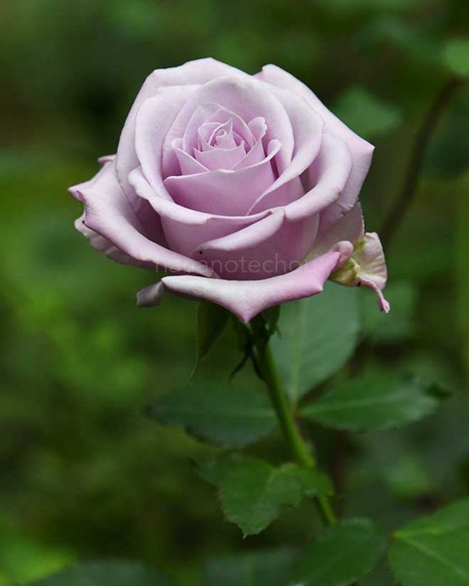 バラ オーシャン ソング｜花の手帖の薔薇図鑑