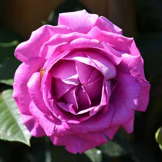 バラ オドゥール ダムール|花の手帖の薔薇図鑑