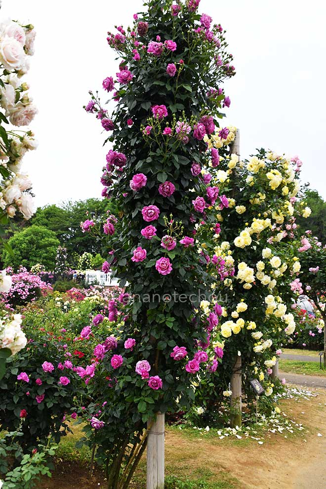 バラ オドゥール ダムール|花の手帖の薔薇図鑑