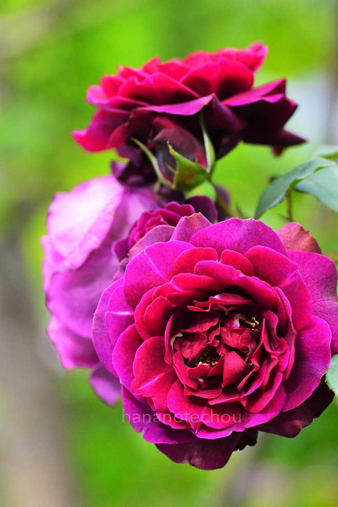 バラ オデュッセイア｜花の手帖の薔薇図鑑