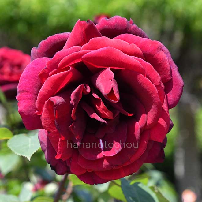 バラ オクラホマ｜花の手帖の薔薇図鑑