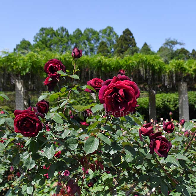 バラ オクラホマ｜花の手帖の薔薇図鑑