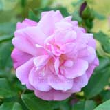 バラ オールドブラッシュ｜花の手帖の薔薇図鑑