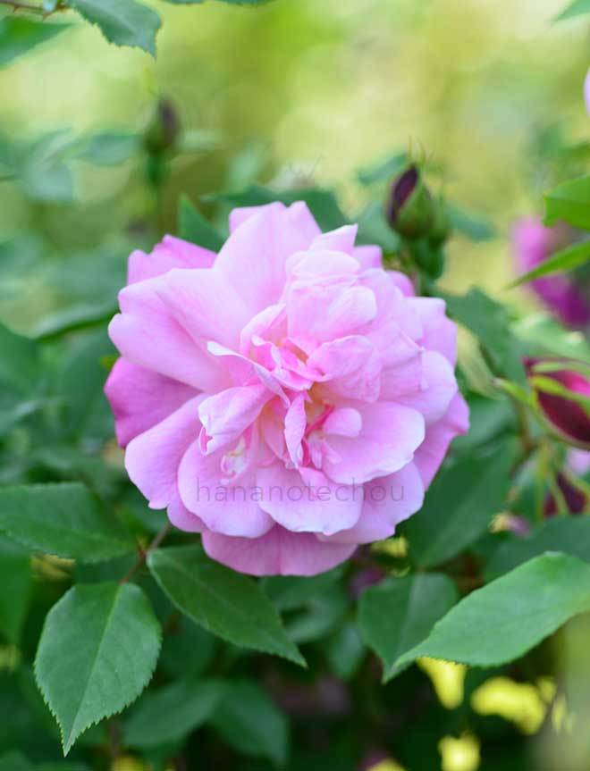 バラ オールド ブラッシュ｜花の手帖の薔薇図鑑