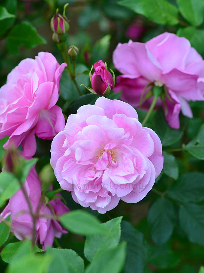 バラ オールド ブラッシュ｜花の手帖の薔薇図鑑