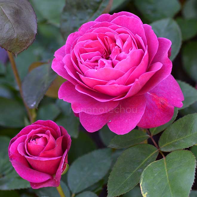 バラ オールド ポート｜花の手帖の薔薇図鑑