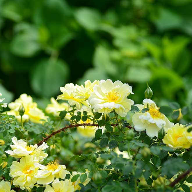 バラ オールド イエロー スコッチ｜花の手帖の薔薇図鑑