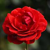 バラ ｜花の手帖の薔薇図鑑