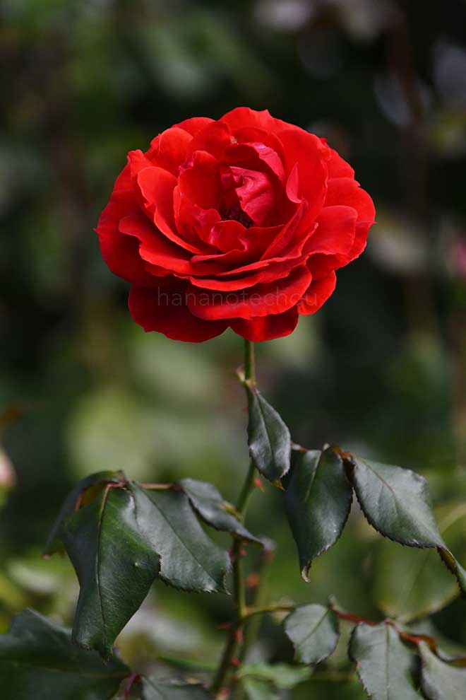 バラ オーレ|花の手帖の薔薇図鑑