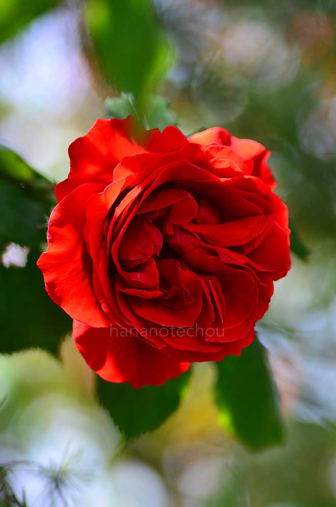 バラ つる オーレ｜花の手帖の薔薇図鑑