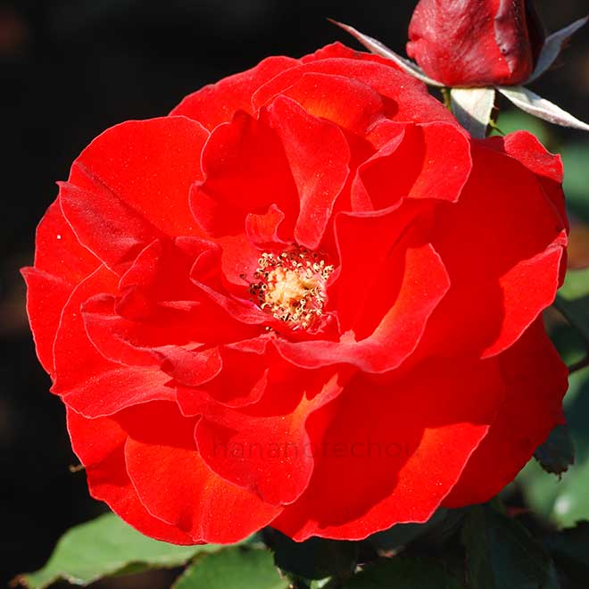 バラ オリンピックファイヤー|花の手帖の薔薇図鑑