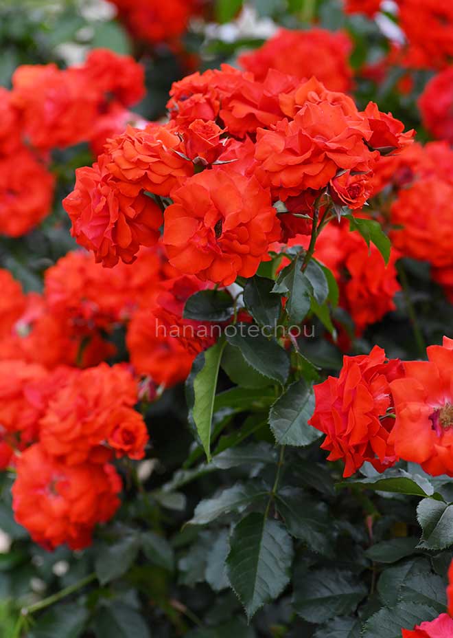 バラ オリンピックファイヤー|花の手帖の薔薇図鑑