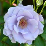 バラ オンディーナ|花の手帖の薔薇図鑑