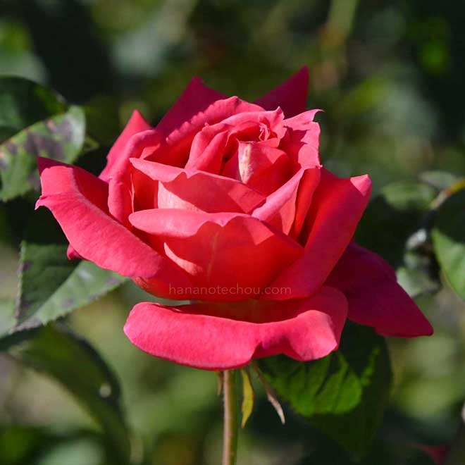 バラ オペラ｜花の手帖の薔薇図鑑