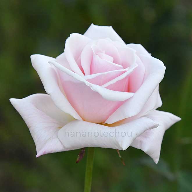 バラ オフィーリア|花の手帖の薔薇図鑑