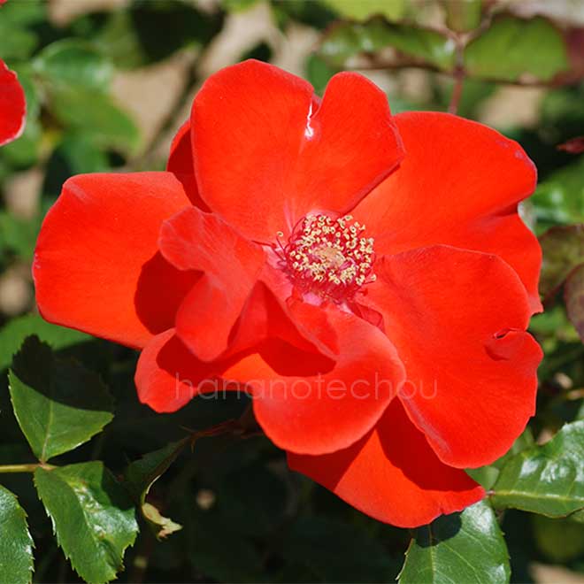 バラ オレンジ バニー｜花の手帖の薔薇図鑑