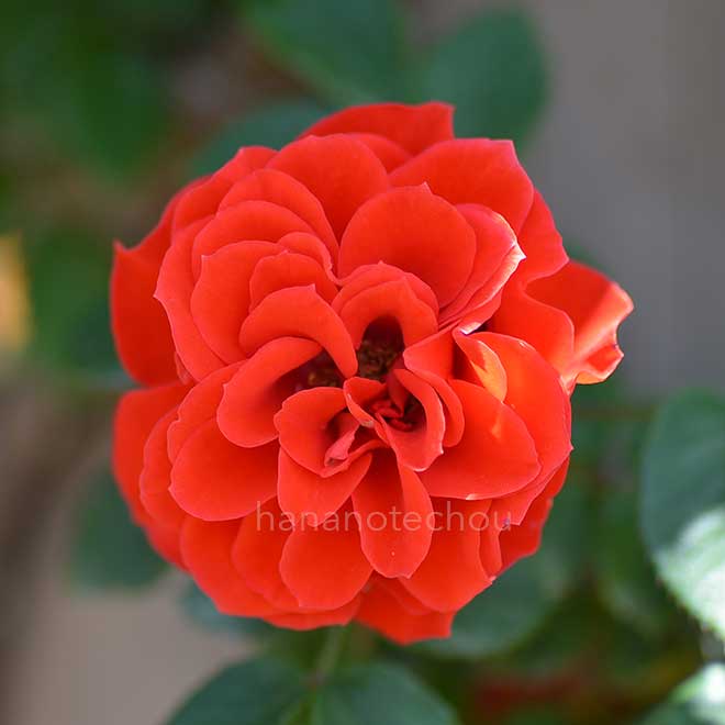 バラ つる オレンジ メイアンディナ｜花の手帖の薔薇図鑑