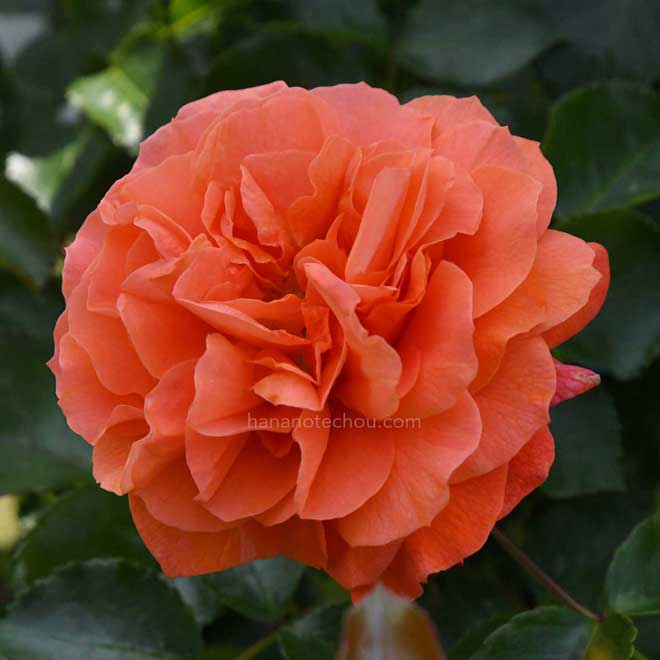 バラ オランジェリー｜花の手帖の薔薇図鑑