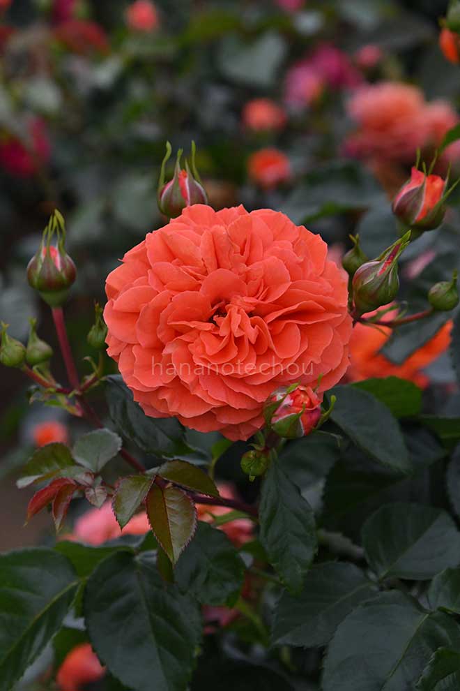 バラ オランジェリー｜花の手帖の薔薇図鑑