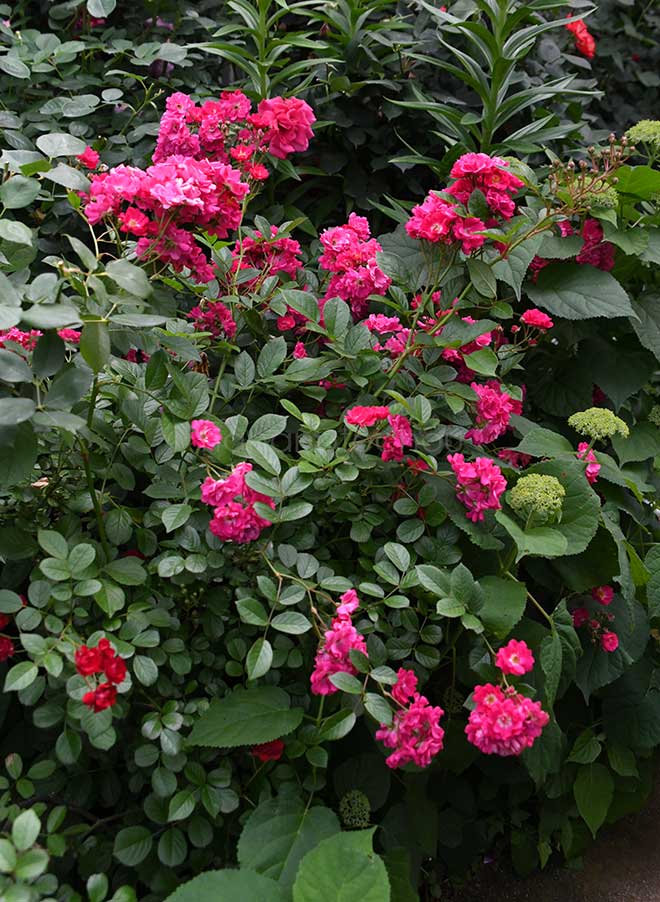 バラ オルレアン ローズ｜花の手帖の薔薇図鑑