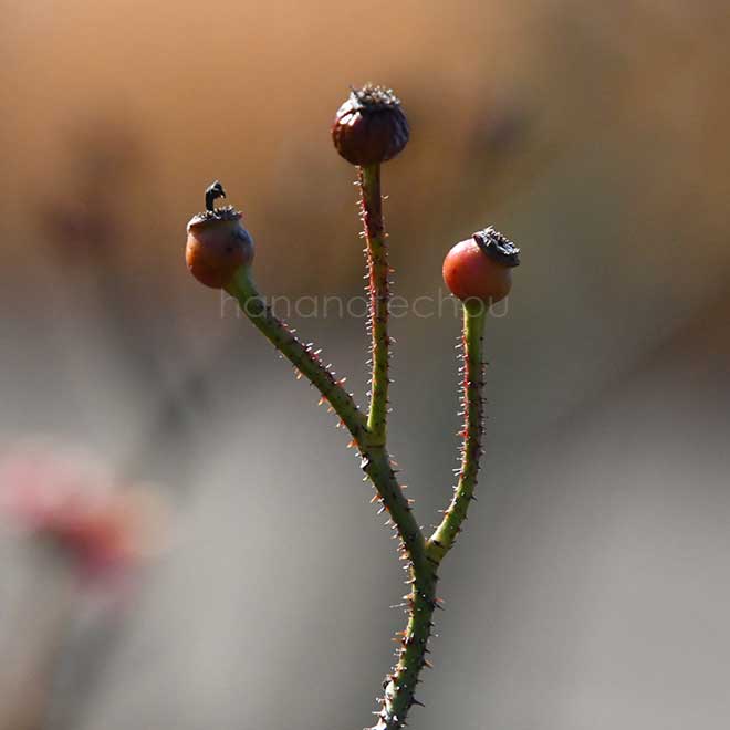 バラ オルレアン ローズ｜花の手帖の薔薇図鑑