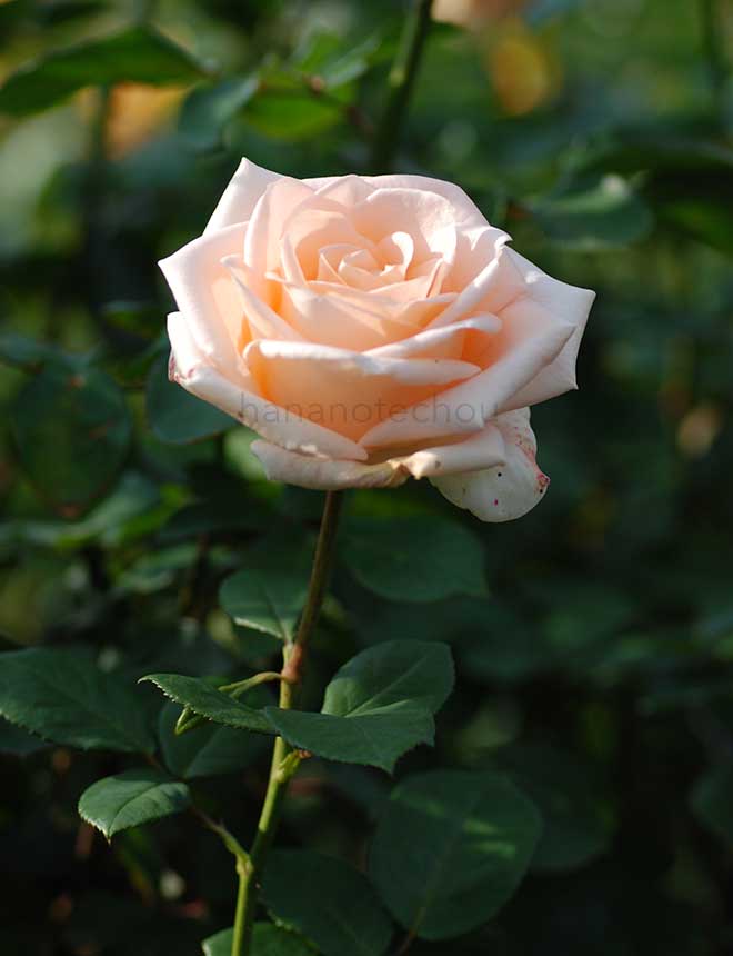 バラ オジアーナ|花の手帖の薔薇図鑑