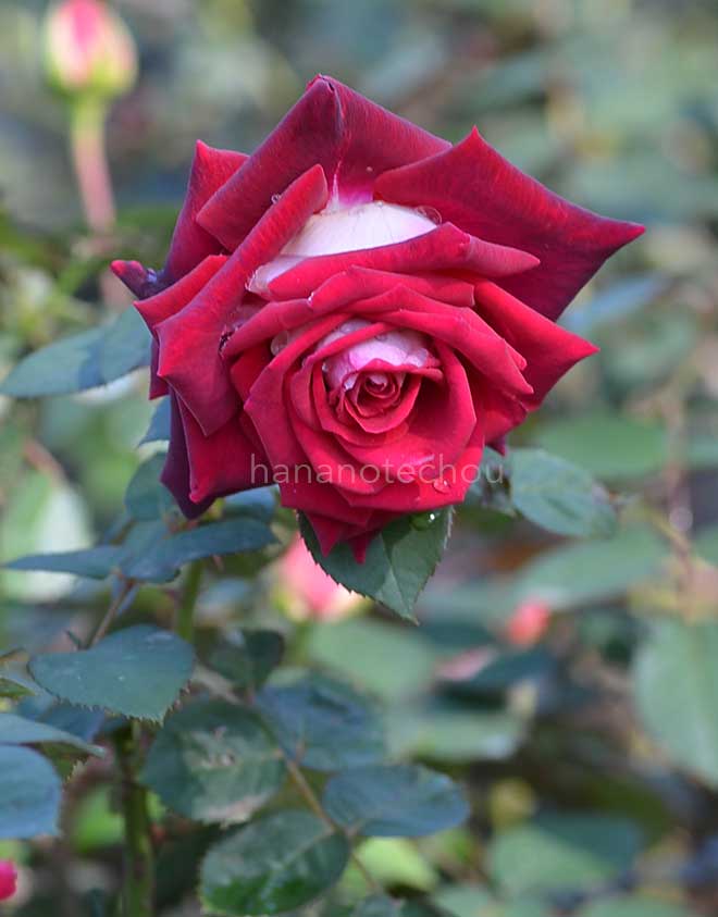 バラ オジリア|花の手帖の薔薇図鑑