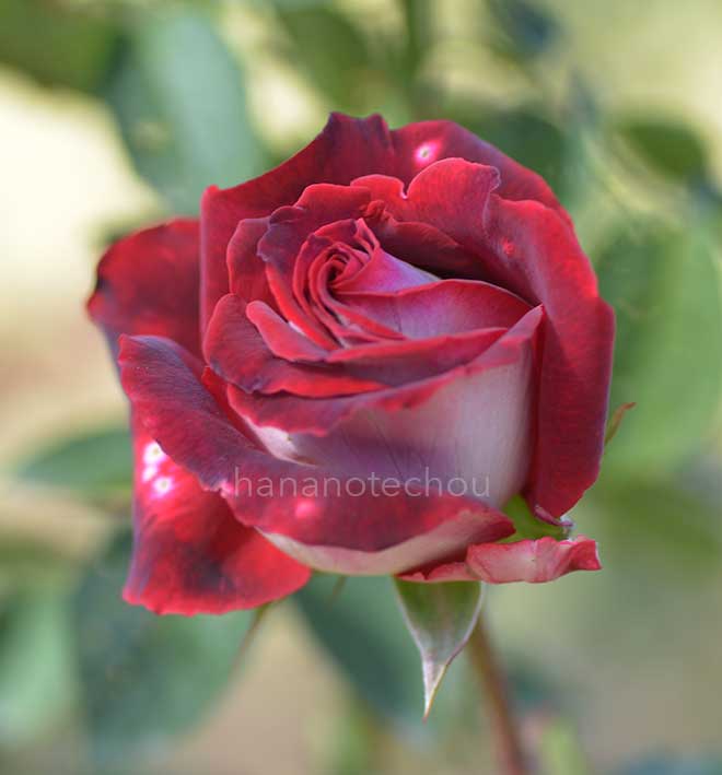 バラ オジリア|花の手帖の薔薇図鑑