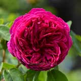 バラ オセロ|花の手帖の薔薇図鑑