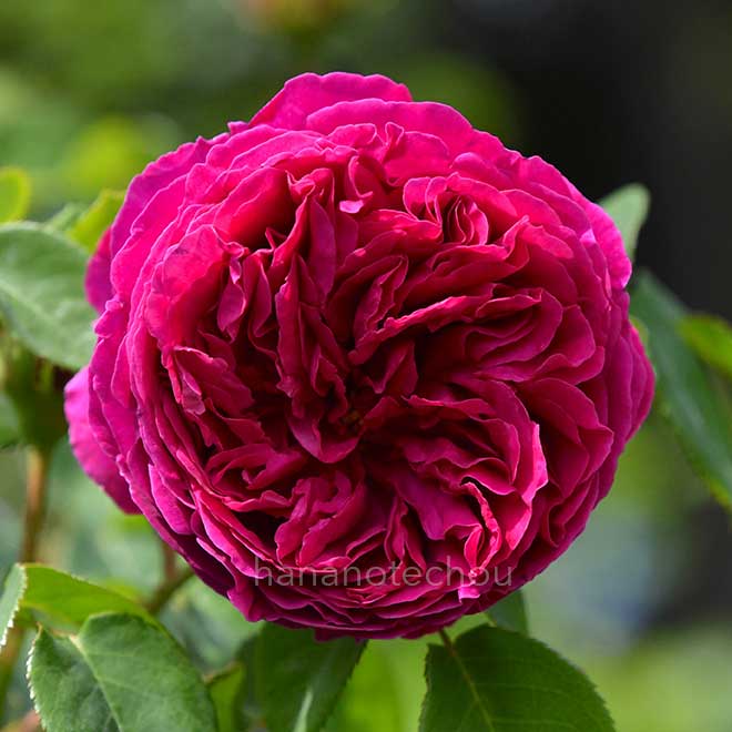 バラ オセロ|花の手帖の薔薇図鑑