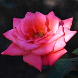 バラ 乙姫｜花の手帖の薔薇図鑑