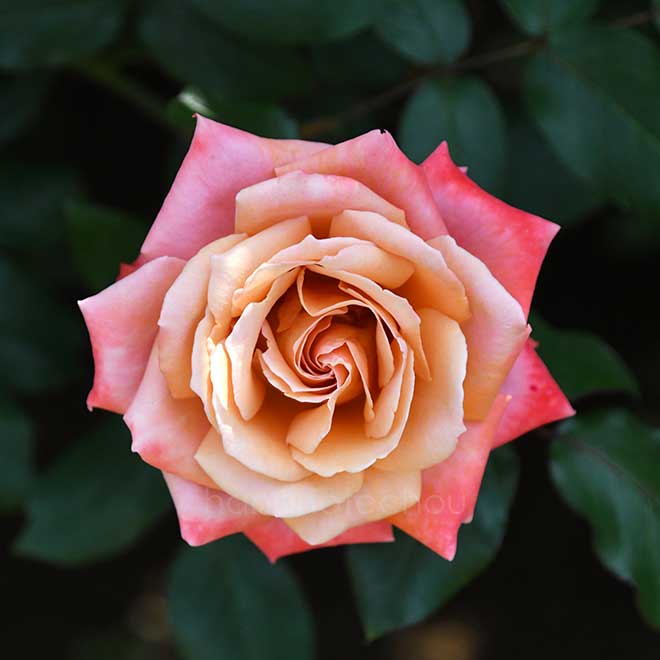 バラ 王朝｜花の手帖の薔薇図鑑