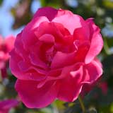 バラ 王妃アントワネット|花の手帖の薔薇図鑑