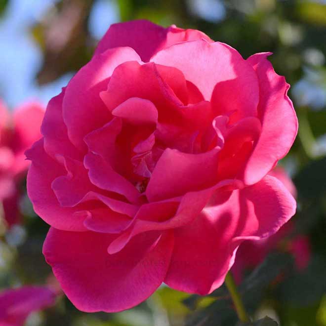 バラ 王妃アントワネット｜花の手帖の薔薇図鑑