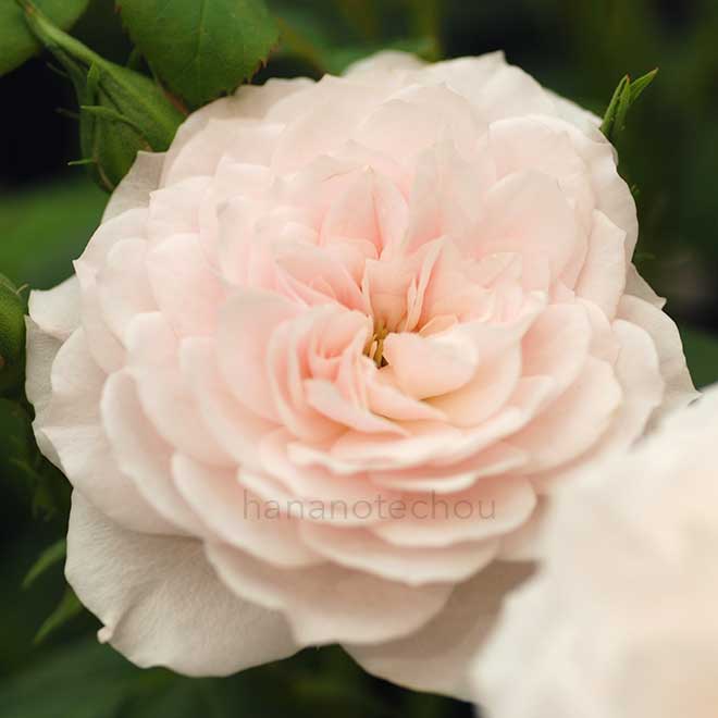 バラ アワ ベス|花の手帖の薔薇図鑑