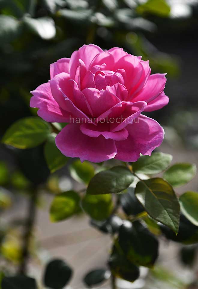 バラ アワーラストサマー｜花の手帖の薔薇図鑑