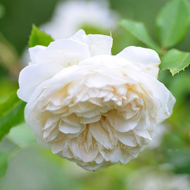 バラ アウト オブ イースターイヤー|花の手帖の薔薇図鑑