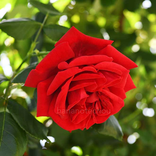 バラ ウルメール ムンスター｜花の手帖の薔薇図鑑