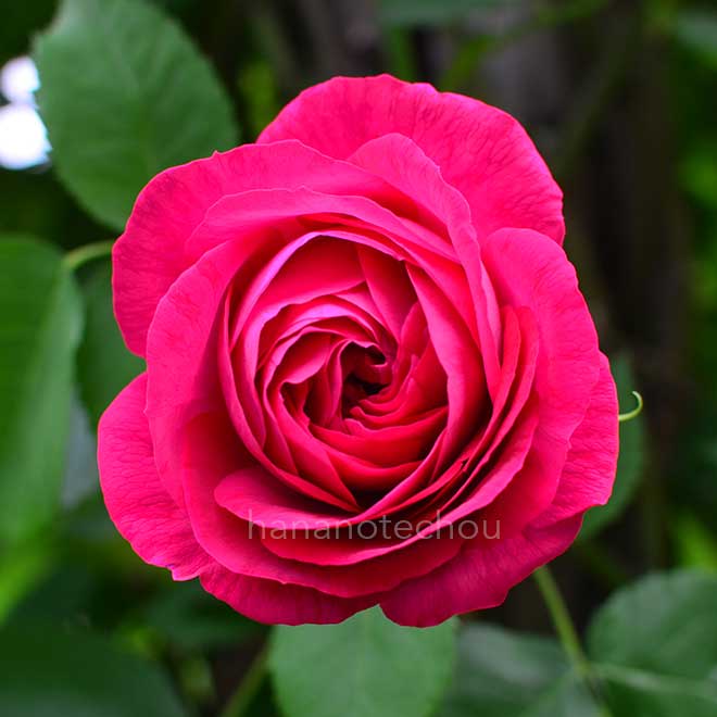 バラ ウルリッヒ ブルンナ フィルス｜花の手帖の薔薇図鑑