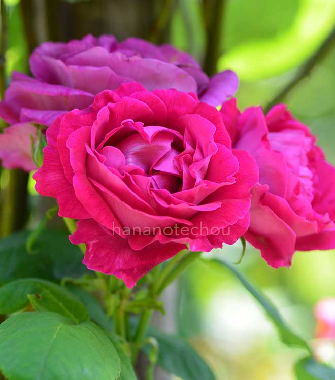 バラ ウルリッヒ ブルンナ フィルス｜花の手帖の薔薇図鑑