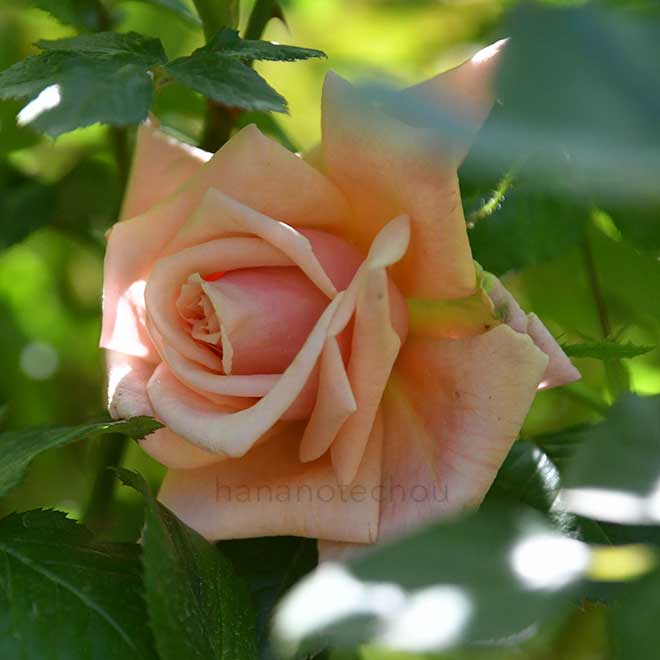 バラ アルスター モナーク|花の手帖の薔薇図鑑