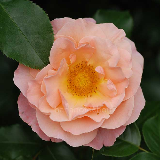 バラ ウーメロ|花の手帖の薔薇図鑑