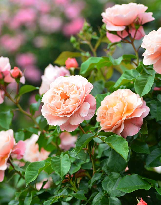 バラ ウーメロ|花の手帖の薔薇図鑑