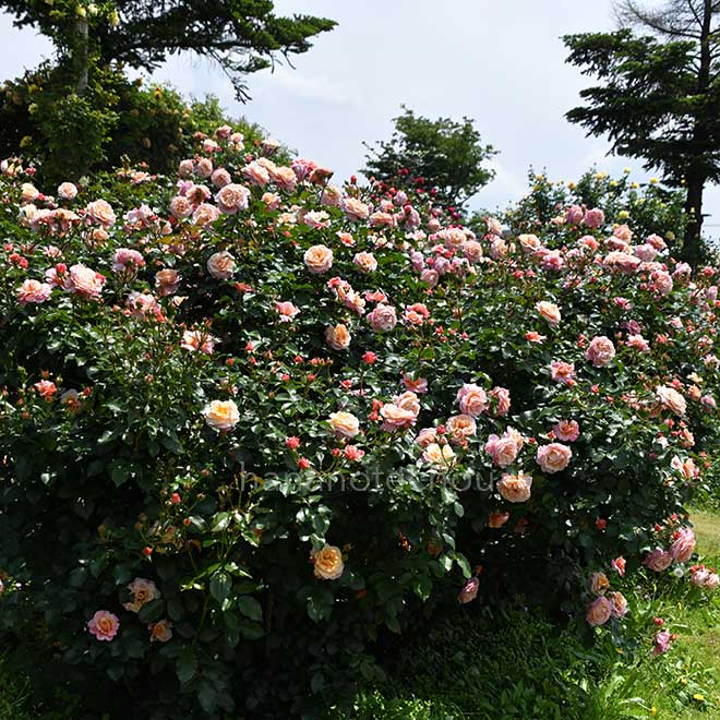 バラ ウーメロ|花の手帖の薔薇図鑑