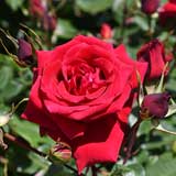 バラ アンクルウォルター｜花の手帖の薔薇図鑑