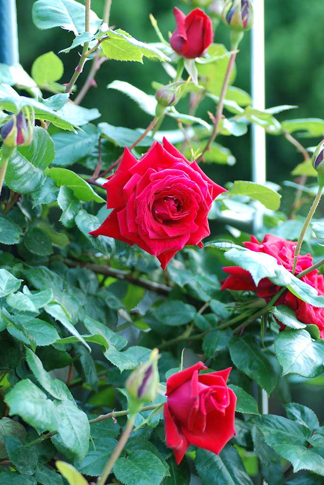 バラ アンクル ウォルター｜花の手帖の薔薇図鑑