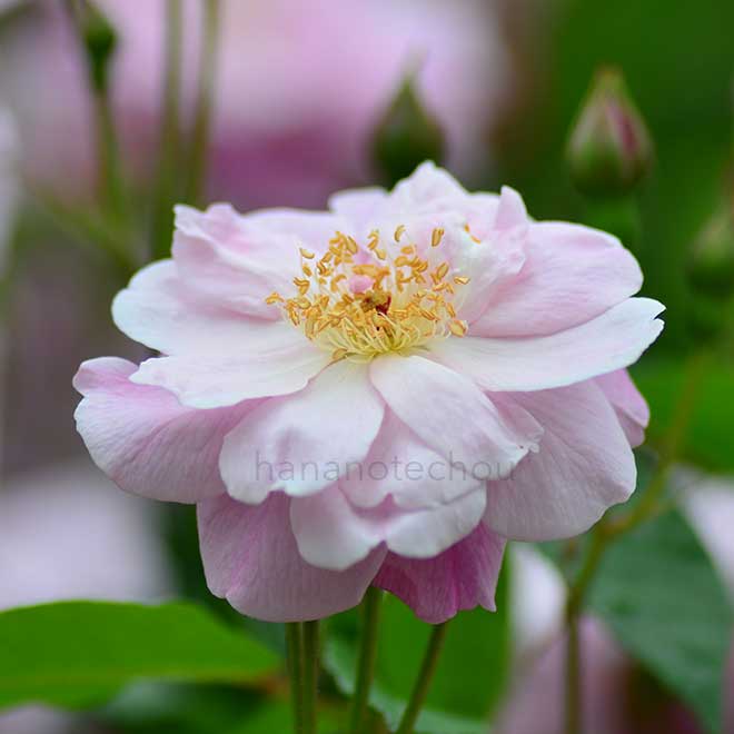 バラ ウンネルミュートリッヒェ|花の手帖の薔薇図鑑