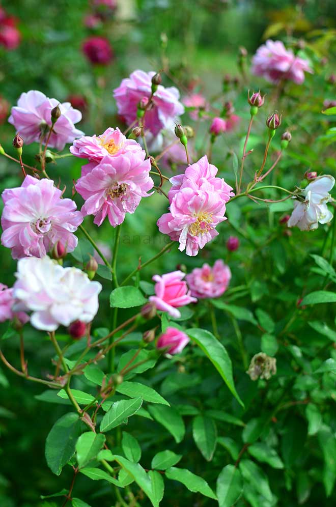 バラ ウンネルミュートリッヒェ|花の手帖の薔薇図鑑