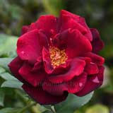 バラ |花の手帖の薔薇図鑑